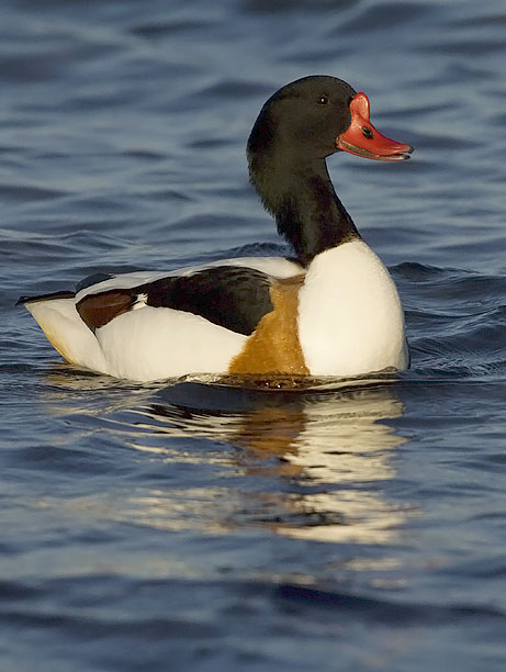 Ristisorsa, Common Shelduck, Tadorna tadorna